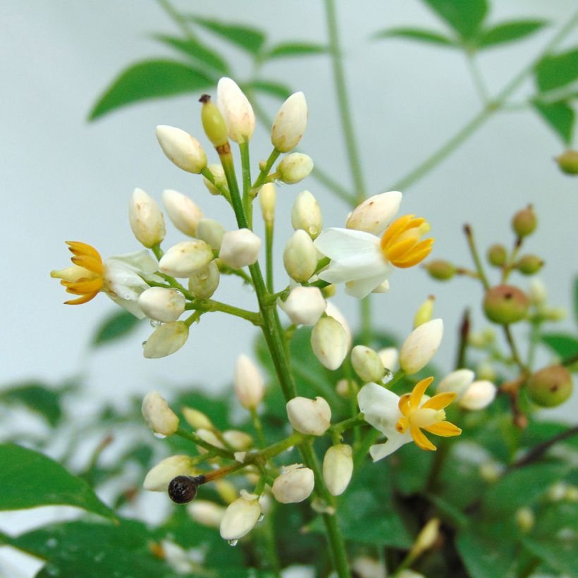 Nandina domestica Richmond - Bambou sacré (Flowering)