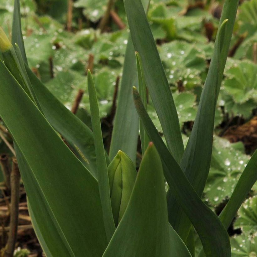 Narcisse Audubon (Foliage)