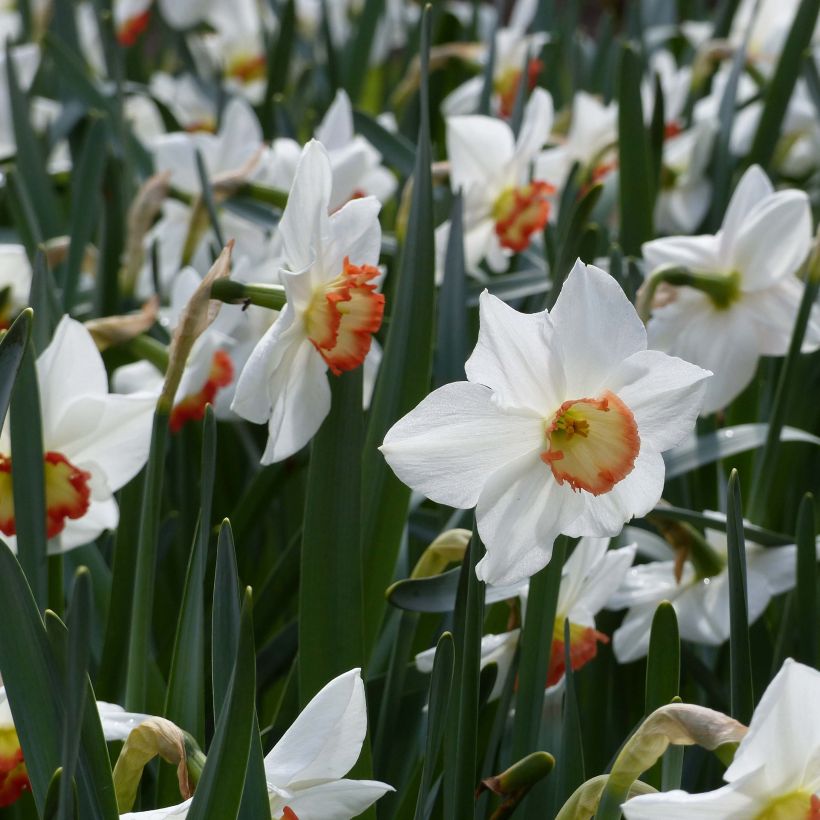 Narcisse Audubon (Flowering)