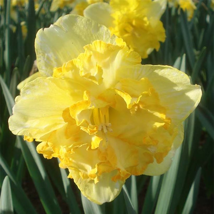 Narcisse Blazing Starlet (Flowering)