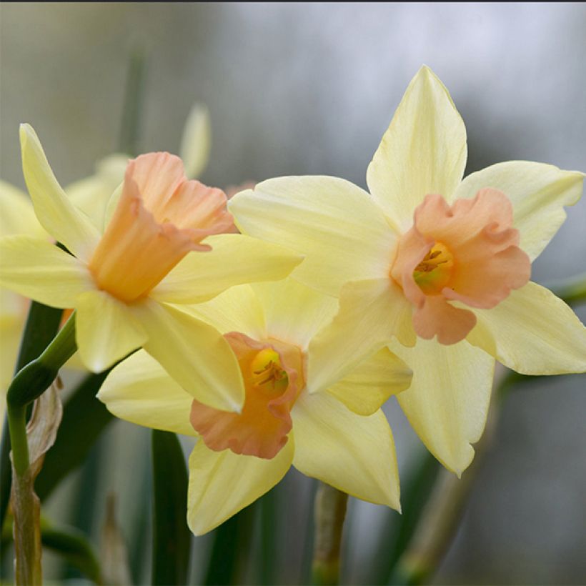 Narcisse Blushing Lady (Flowering)