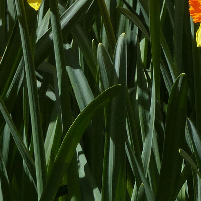 Narcisse Brackenhurst (Foliage)