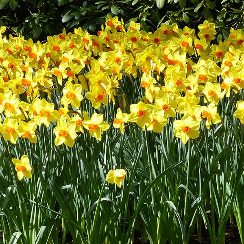 Narcisse Brackenhurst (Flowering)