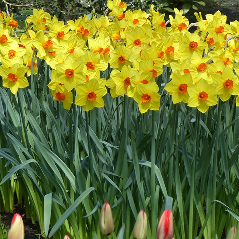 Narcisse Brackenhurst (Plant habit)