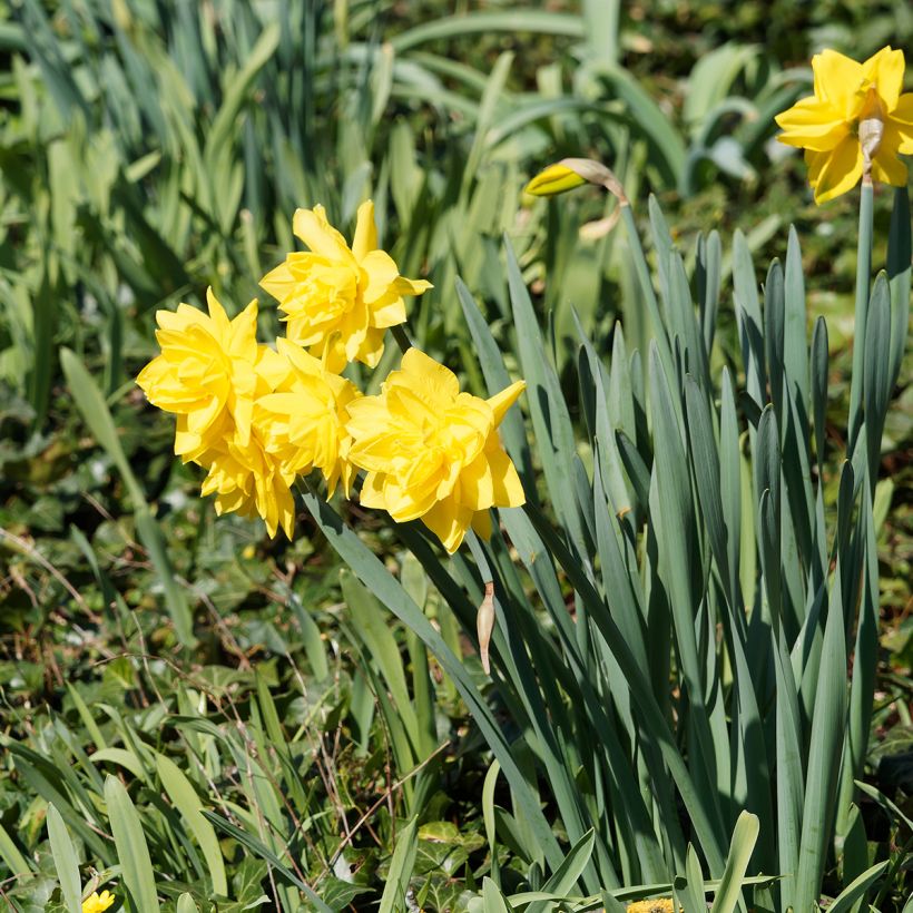 Narcisse Golden Ducat (Plant habit)