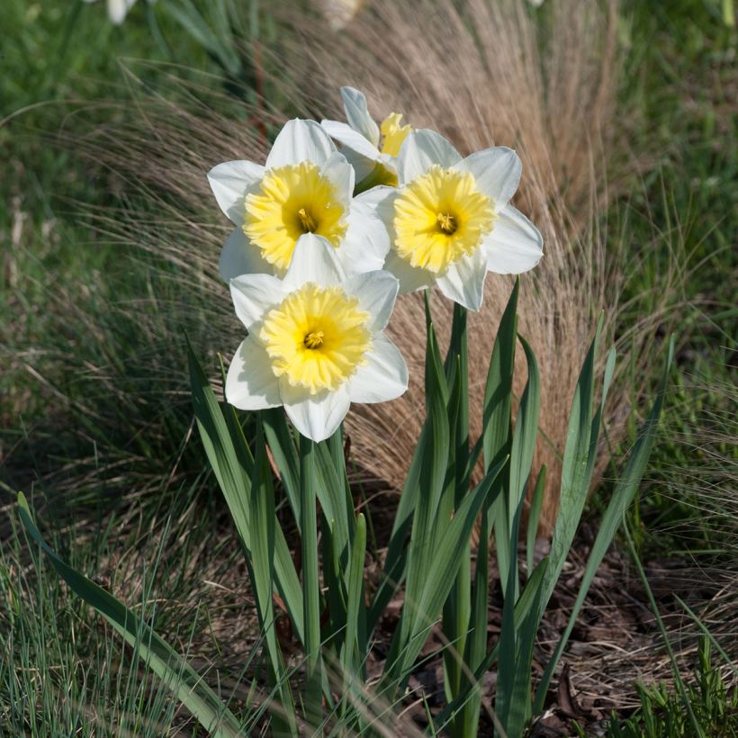 Narcisse Ice Follies (Plant habit)