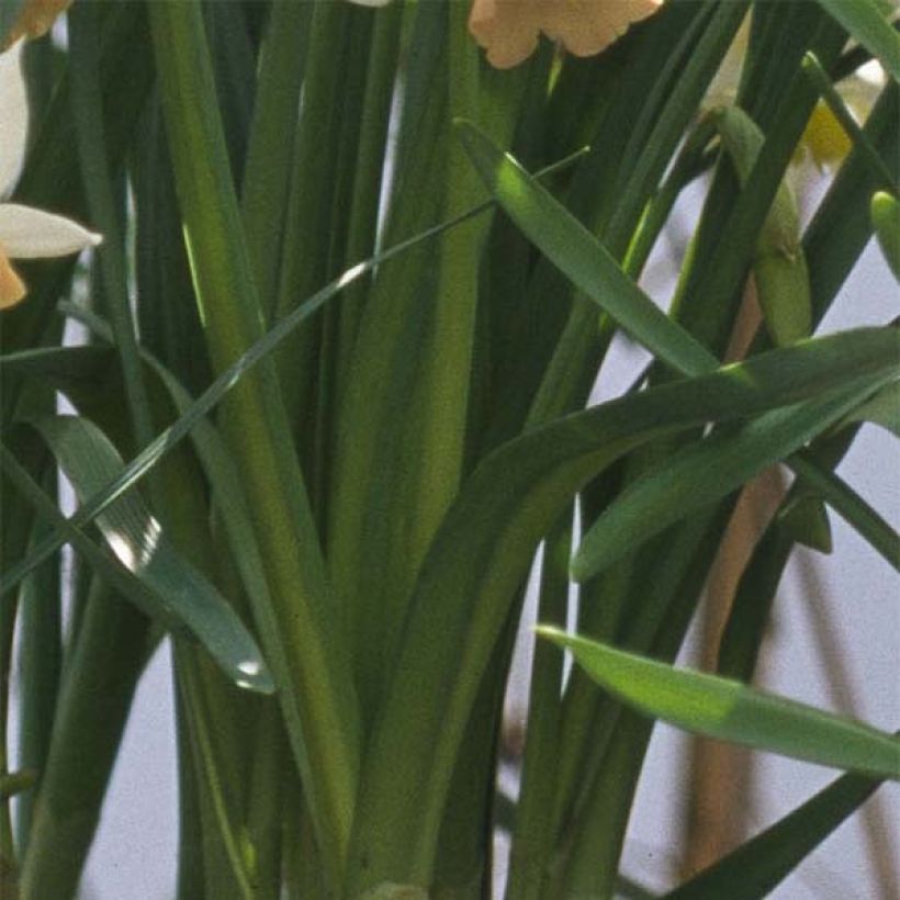 Narcisse Katie Heath (Foliage)