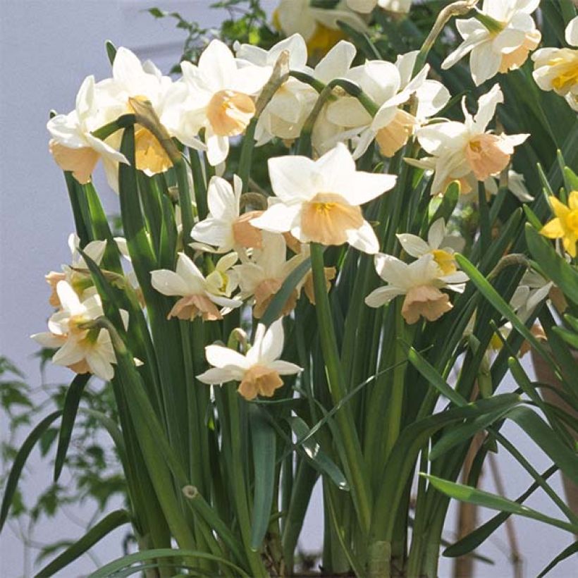 Narcisse Katie Heath (Plant habit)