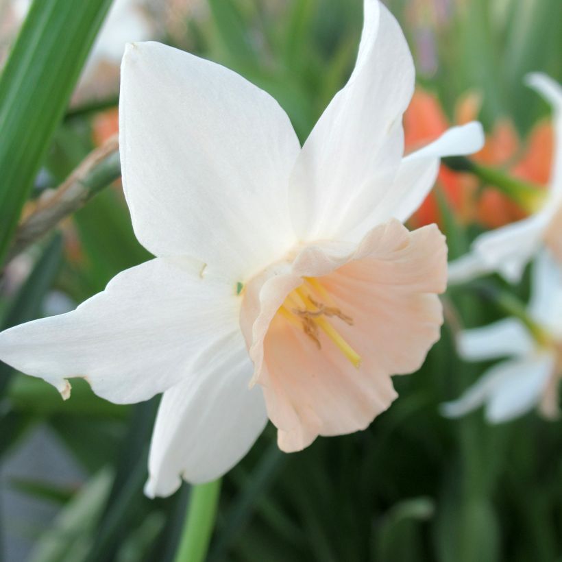 Narcisse Katie Heath (Flowering)