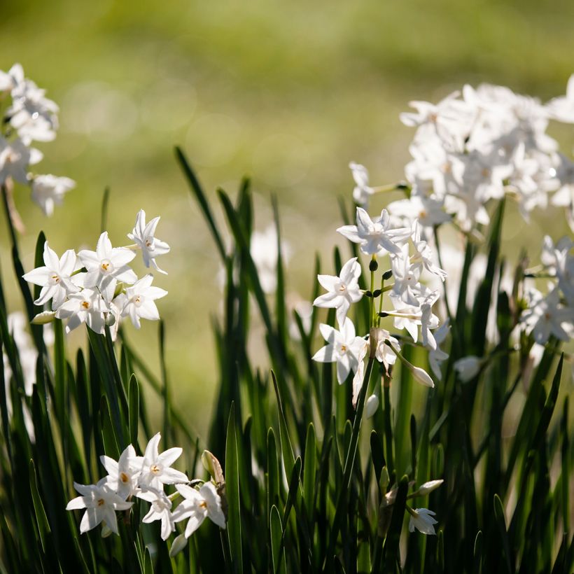 Narcisse Paperwhite - Narcissus papyraceus (Plant habit)