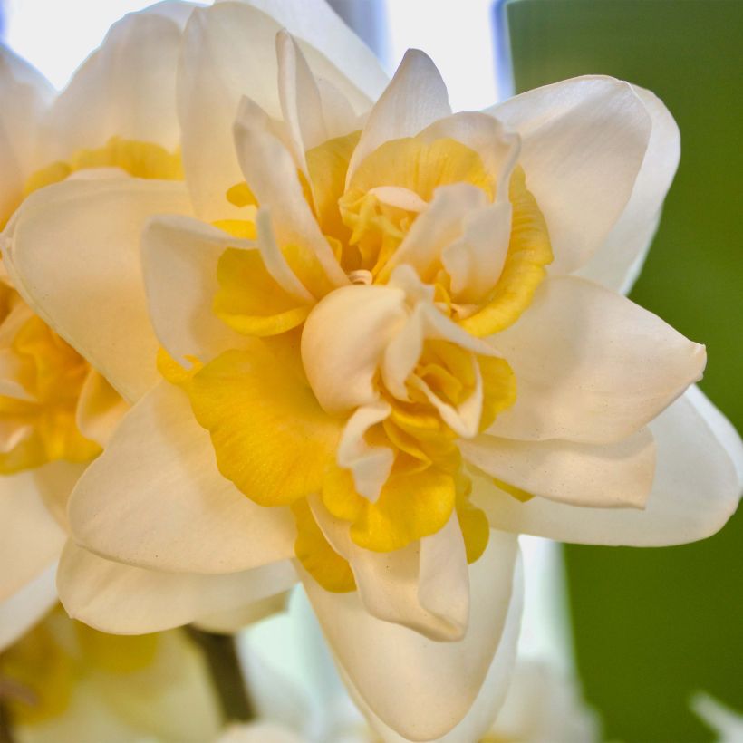 Narcisse Peach Cobbler (Flowering)