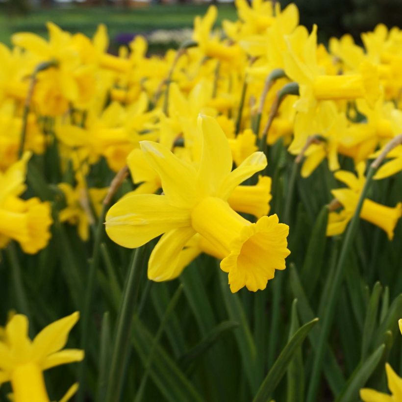 Narcisse Peeping Tom (Flowering)
