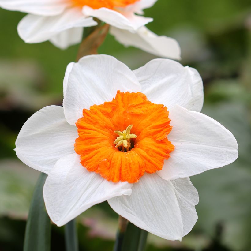 Narcisse Professor Einstein (Flowering)