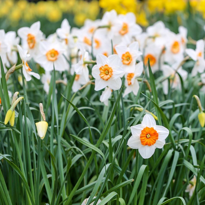 Narcisse Professor Einstein (Plant habit)