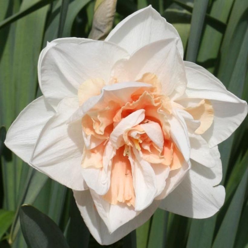 Narcisse Replete (Flowering)