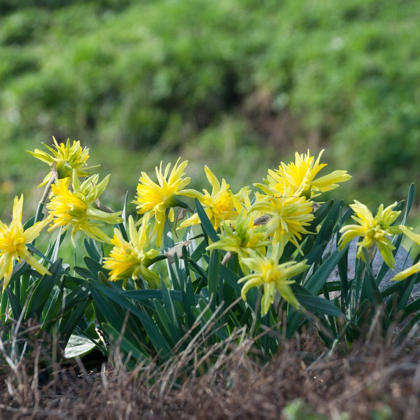 Narcisse Rip Van Winkle (Plant habit)