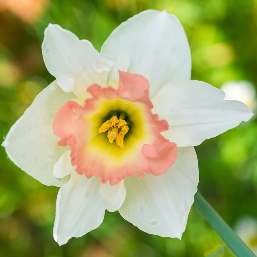 Narcisse Salomé (Flowering)