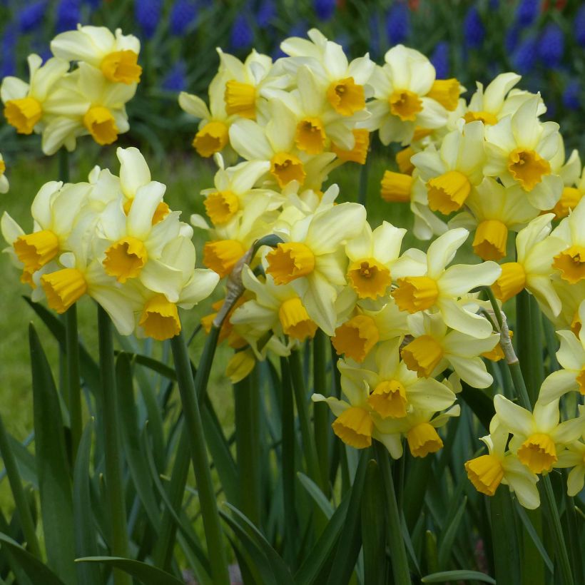 Narcisse Spring Sunshine (Plant habit)