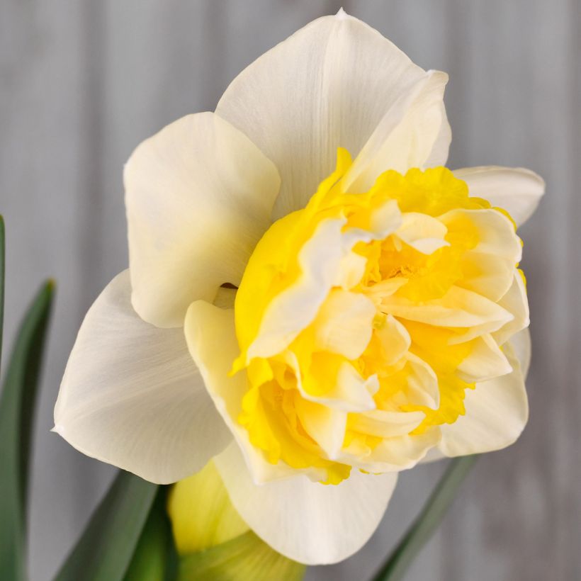 Narcisse Westward (Flowering)