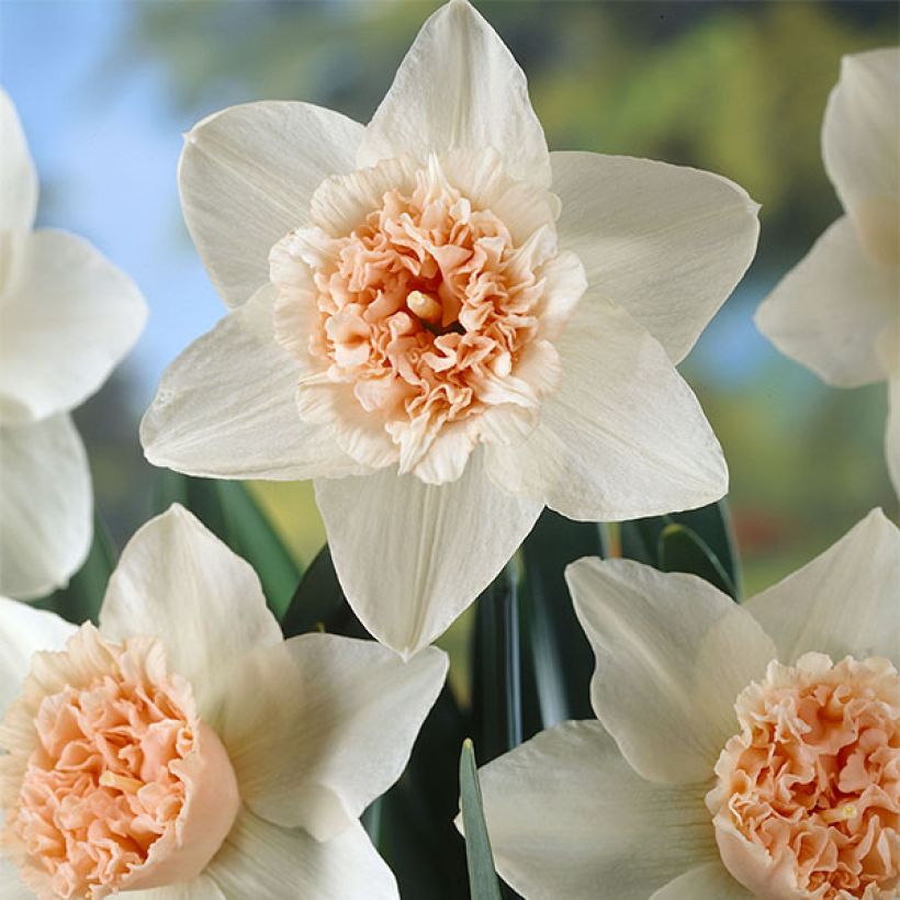 Narcisse Petit Four   (Flowering)