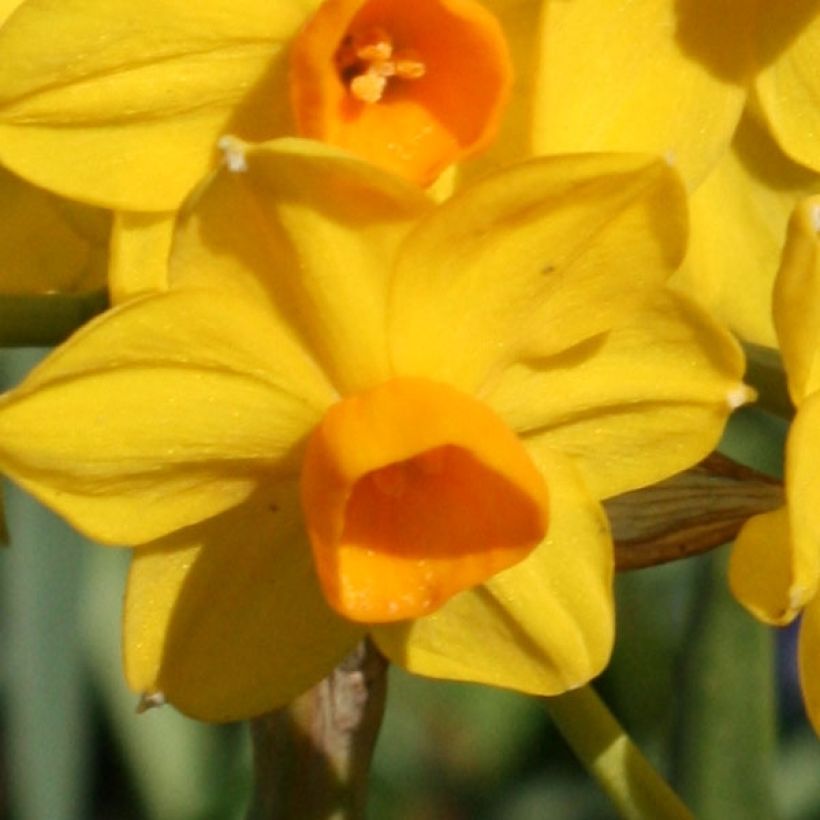 Narcisse Grand Soleil d Or (Flowering)
