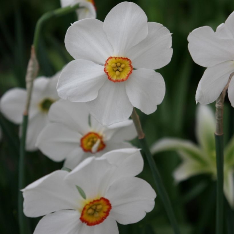 Narcisse poeticus Actaea (Flowering)