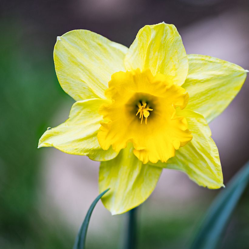 Narcisse pseudonarcissus - Jonquille des Bois (Flowering)