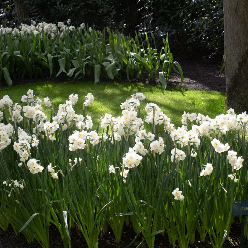 Narcisse tazetta Abba (Plant habit)