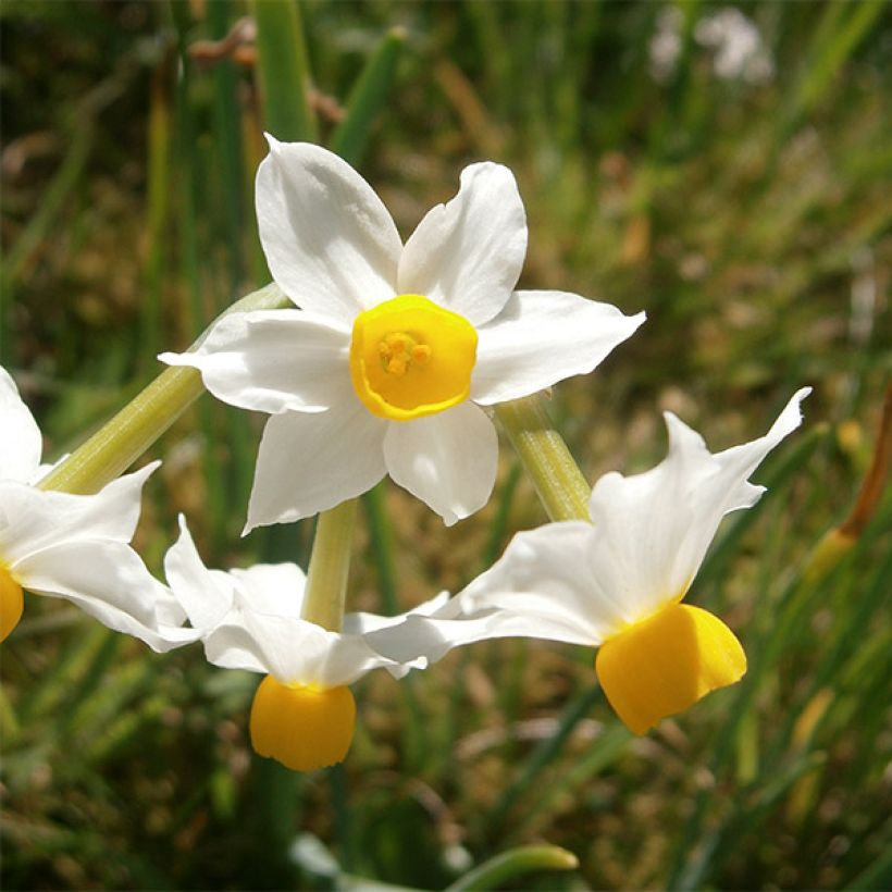 Narcisse tazetta Canaliculatus (Flowering)