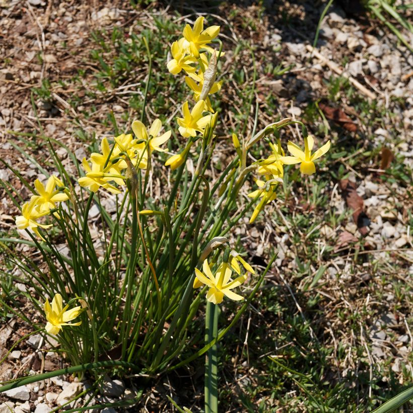 Narcisse triandrus Hawera (Plant habit)