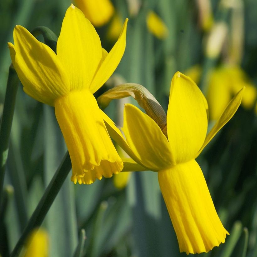 Narcisse cyclamineus Rapture (Flowering)