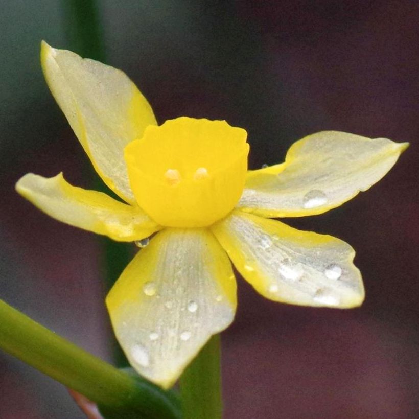 Narcisse New Baby (Flowering)