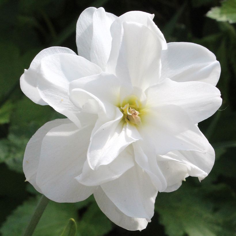 Narcisse poeticus Albus Plenus Odoratus (Flowering)