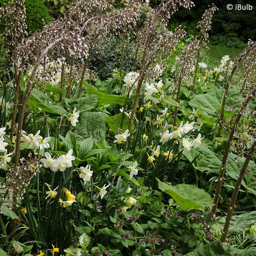 Narcisse Pueblo (Plant habit)