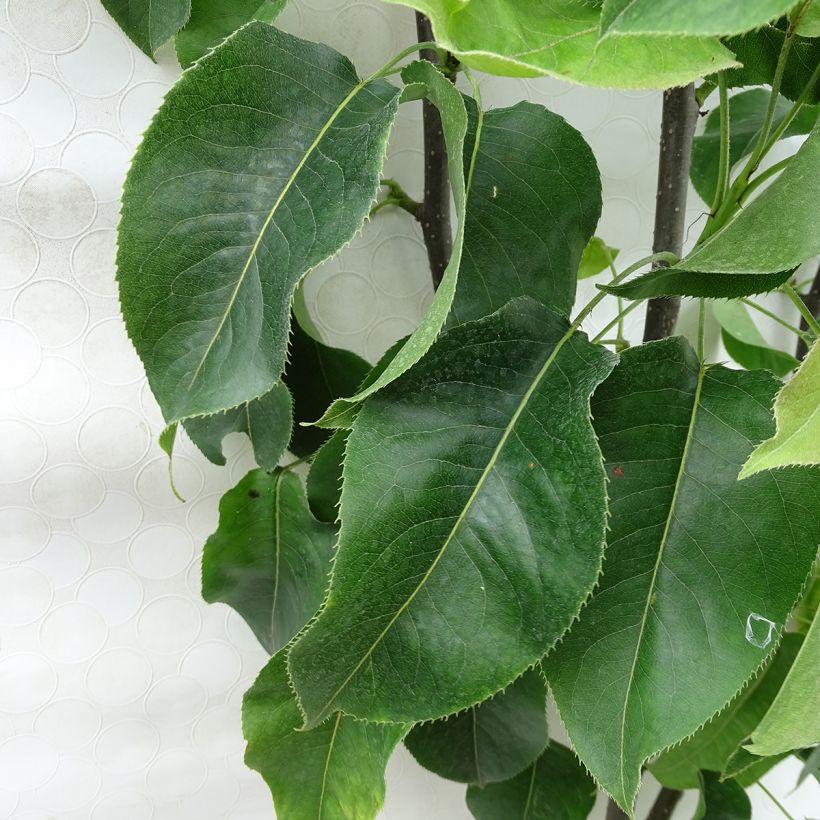 Nashi Hosui Abondance - Georges Delbard (Foliage)