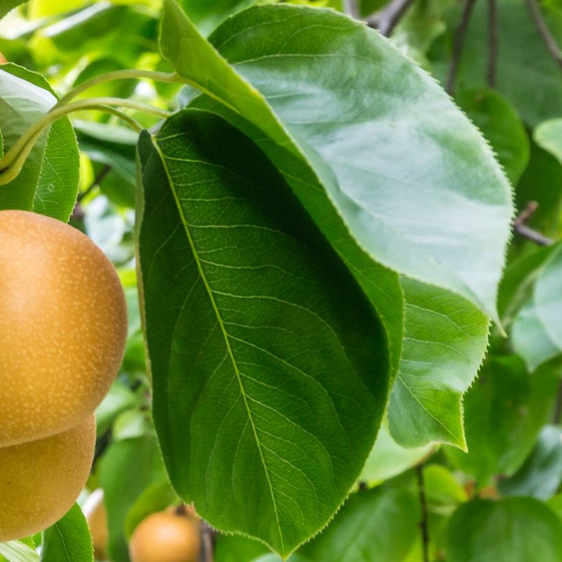 Nashi Niitaka - Pomme-poire (Foliage)
