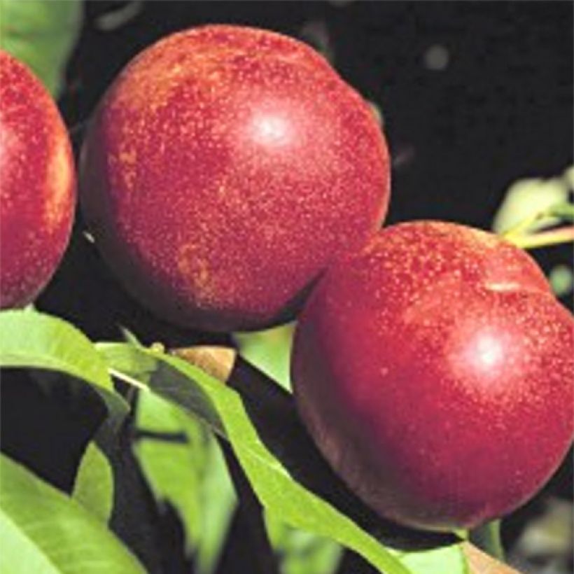 Nectarinier Crimson Gold (Harvest)