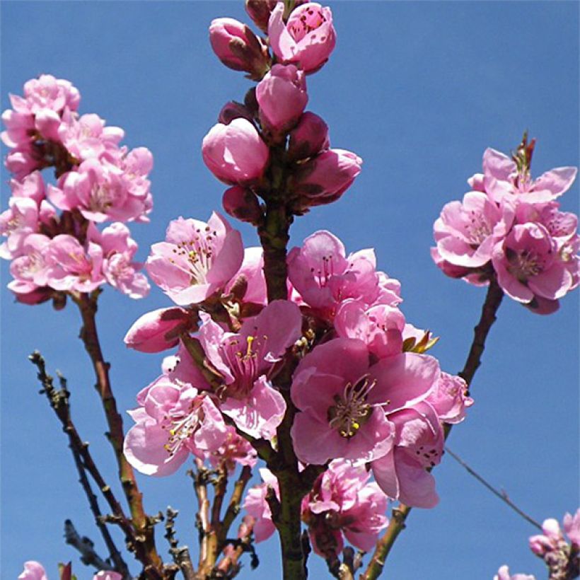 Nectarinier Fantasia (Flowering)