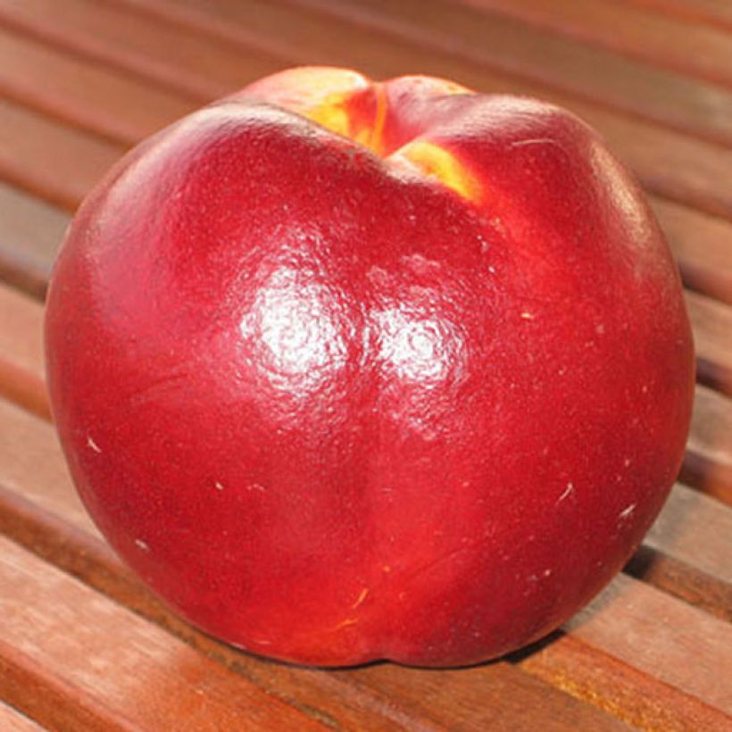 Nectarinier Fantasia (Harvest)