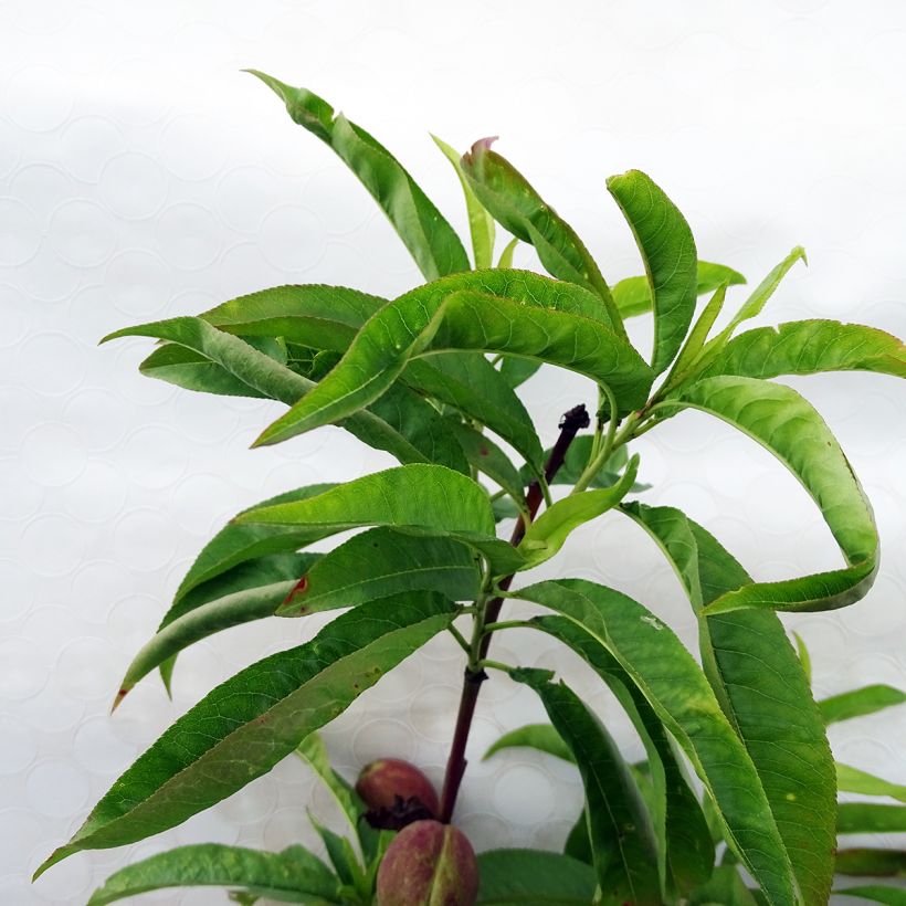 Nectarinier Fantasia (Foliage)