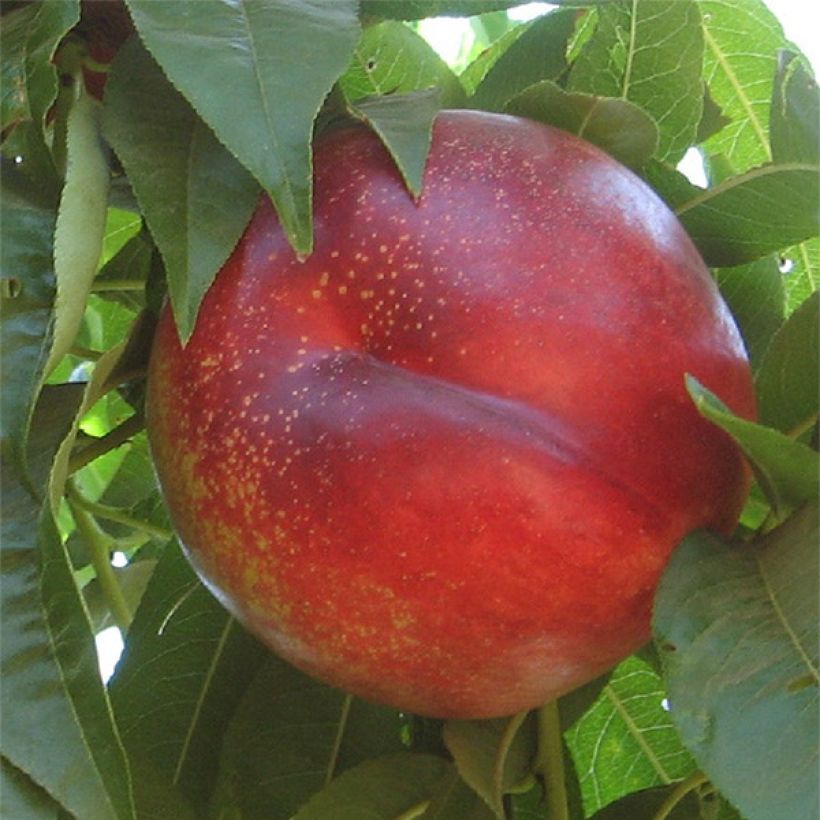 Nectarinier Flavor Gold (Flowering)