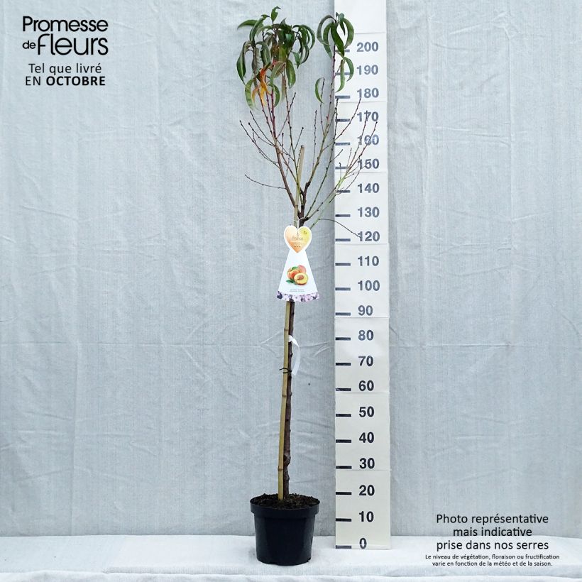 Example of Nectarinier Flavor Top - Prunus persica nucipersica  Pot de 7,5L/10L, Demi-Tige as you get in automne