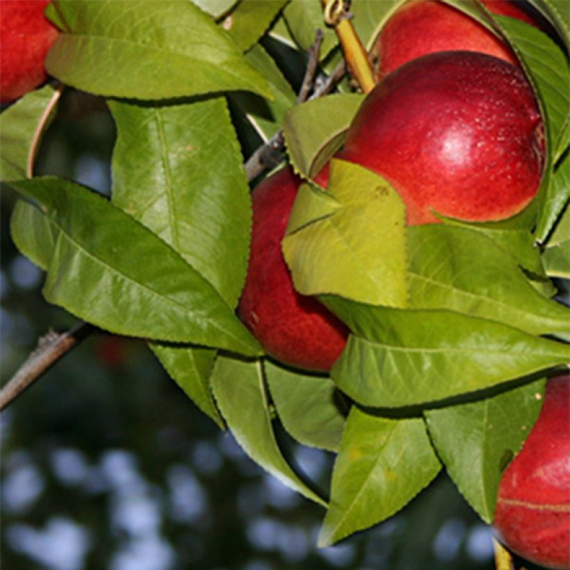 Nectarinier Honey Muscat (Foliage)