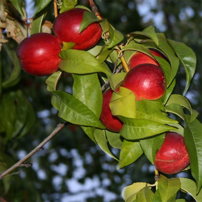 Nectarinier Honey Muscat (Flowering)