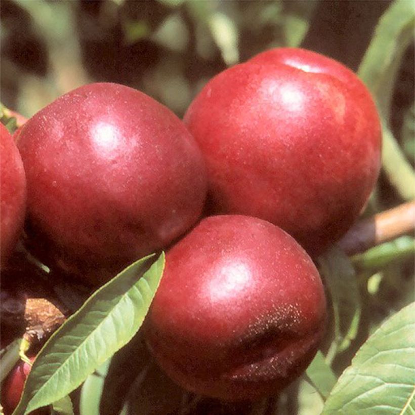Nectarinier Morton (Harvest)