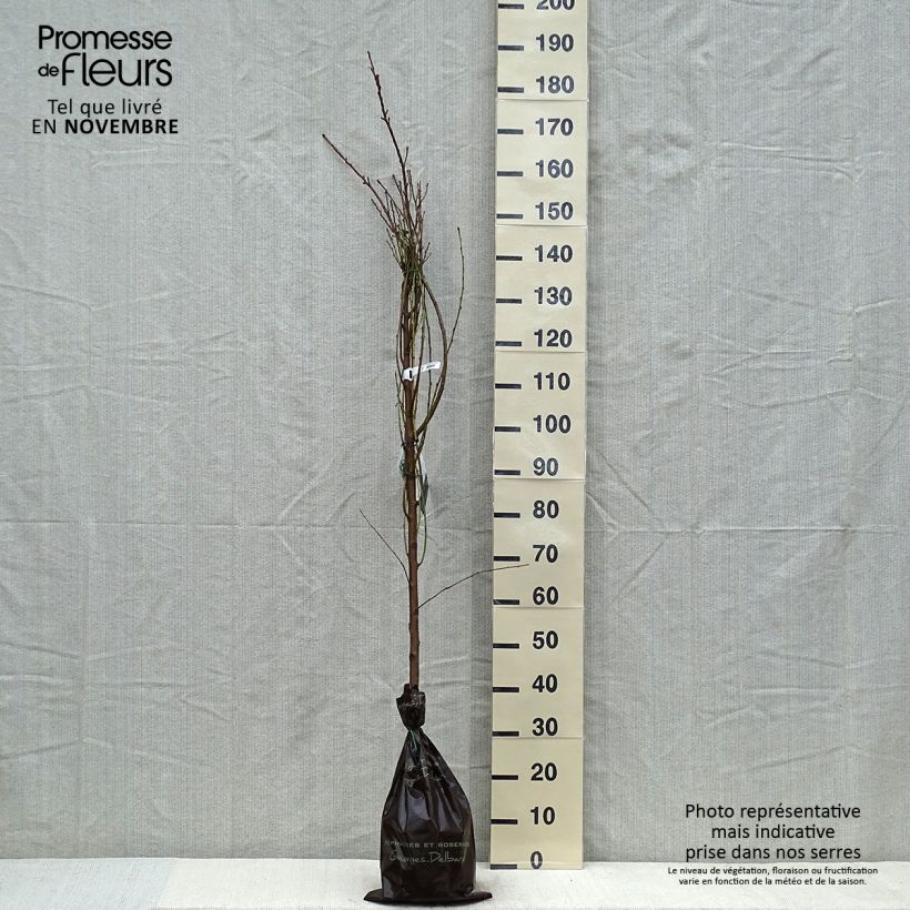 Example of Nectarinier Nectared - Prunus persica nucipersica Motte "Prêt-à-planter", Scion as you get in automne