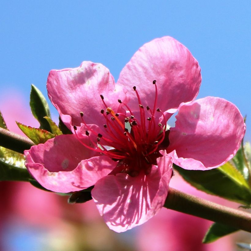 Nectarinier Flavor Top - Prunus persica nucipersica  (Flowering)