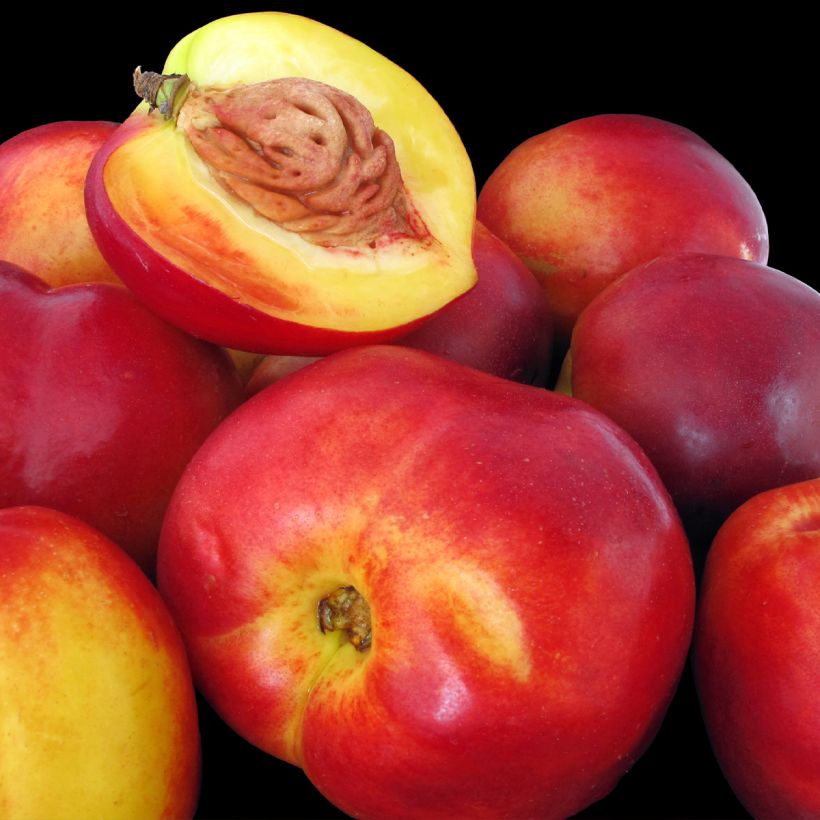 Nectarinier Flavor Top - Prunus persica nucipersica  (Harvest)