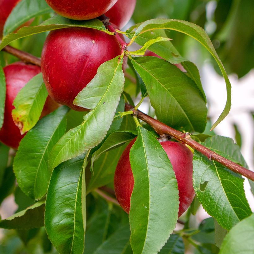 Nectarinier Nectared - Prunus persica nucipersica (Foliage)