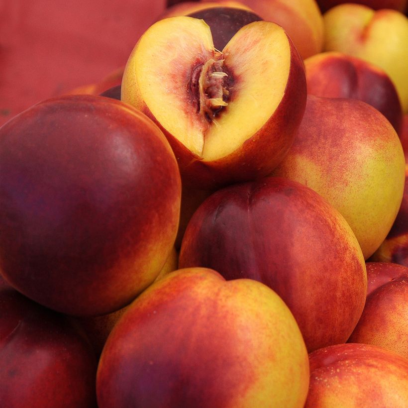 Nectarinier Nectared - Prunus persica nucipersica (Harvest)